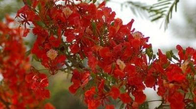বসন্তের রঙ রাঙিয়ে যায় বাঙ্গালির মন