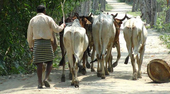 বাংলাদেশে গো-মাংস বন্ধের ‘মাশুল’ ৩৯ হাজার কোটি টাকা