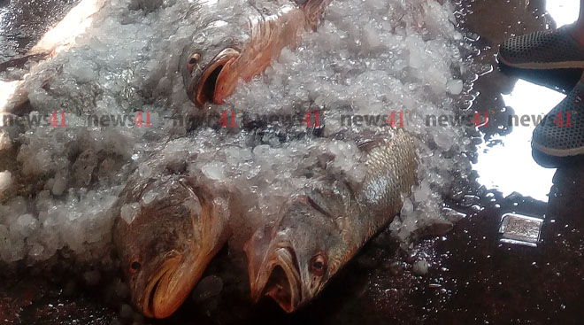 কিভাবে চিনবেন টাটকা মাছ? ছবি- নিউজ৪১